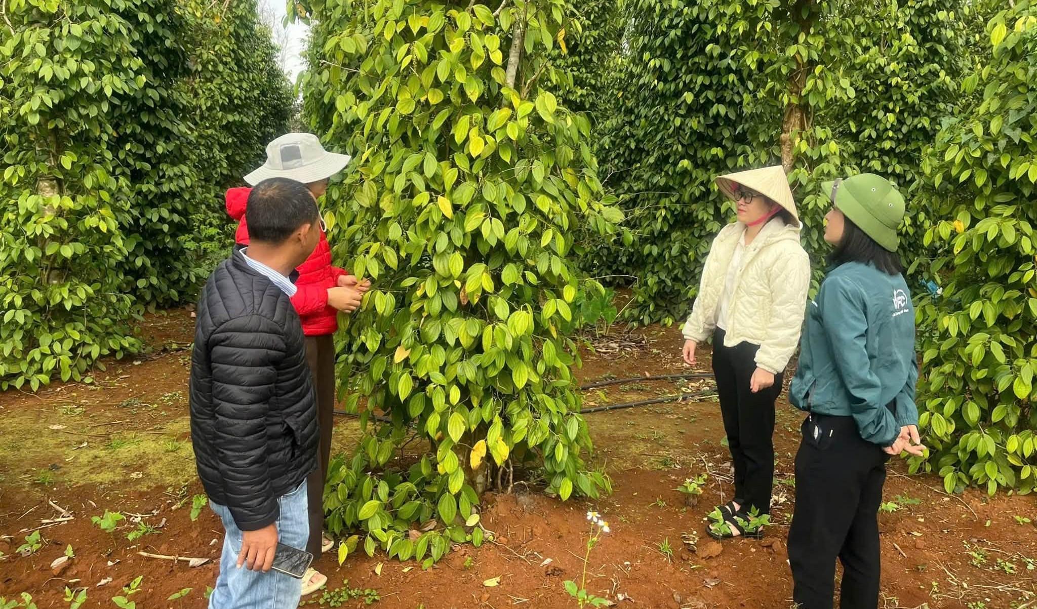 Chủ động phòng trừ sinh vật gây hại cây trồng trên địa bàn